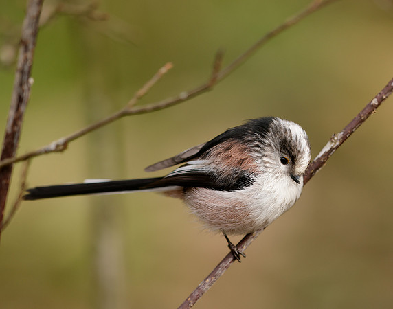 Long-tailed Tit Aegithalos caudatus