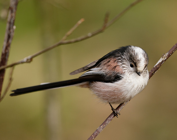 Long-tailed Tit Aegithalos caudatus