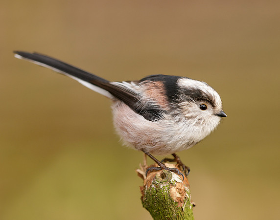 Long-tailed Tit Aegithalos caudatus