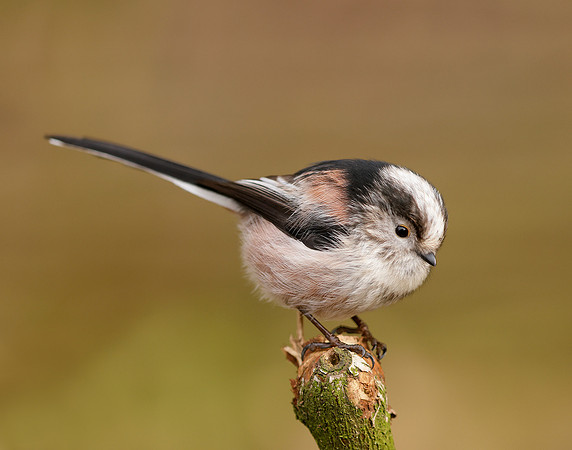 Long-tailed Tit Aegithalos caudatus