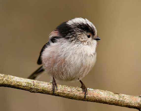Long-tailed Tit Aegithalos caudatus
