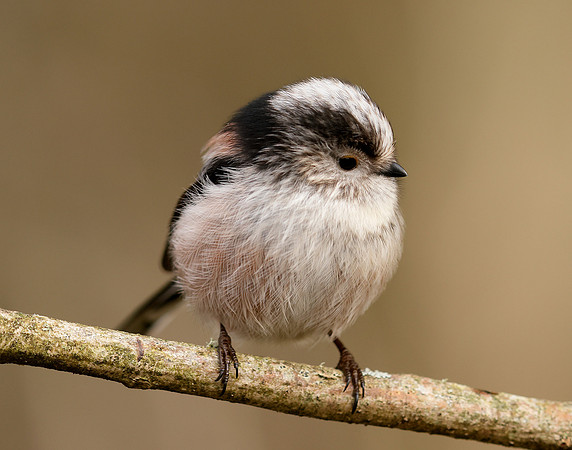 Long-tailed Tit Aegithalos caudatus