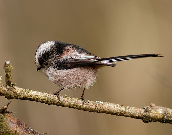 Long-tailed Tit Aegithalos caudatus