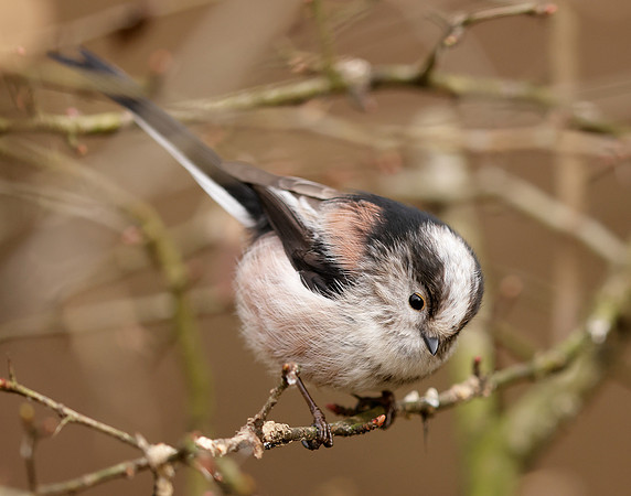 Long-tailed Tit Aegithalos caudatus