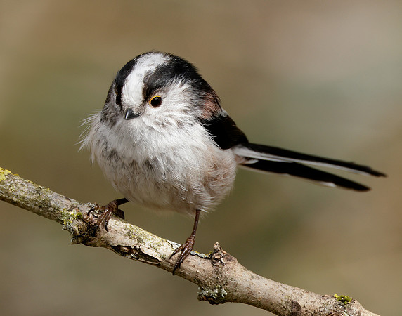 Long-tailed Tit Aegithalos caudatus