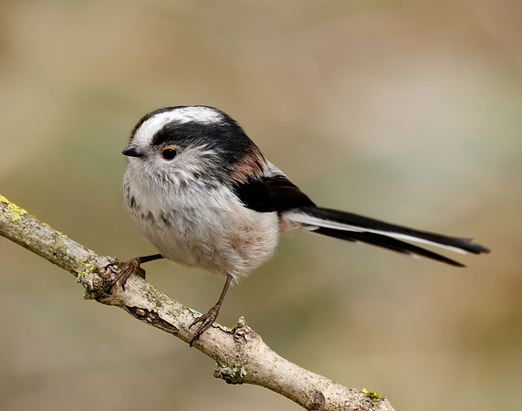 Long-tailed Tit Aegithalos caudatus