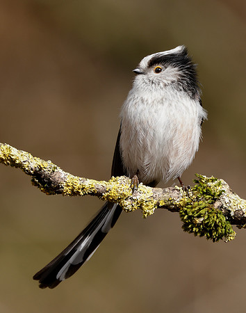 Long-tailed Tit Aegithalos caudatus