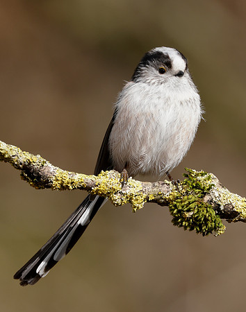Long-tailed Tit Aegithalos caudatus