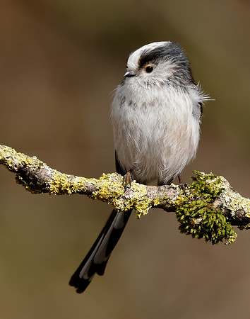 Long-tailed Tit Aegithalos caudatus