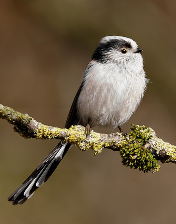Long-tailed Tit Aegithalos caudatus