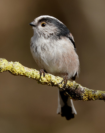 Long-tailed Tit Aegithalos caudatus