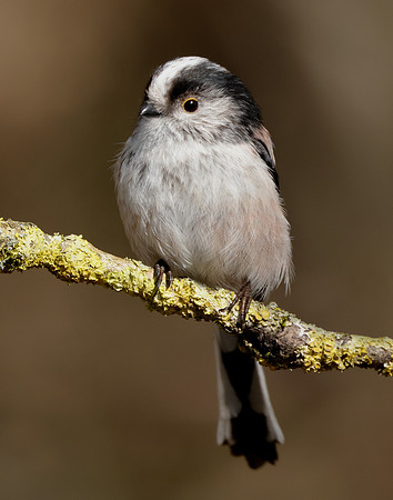 Long-tailed Tit Aegithalos caudatus