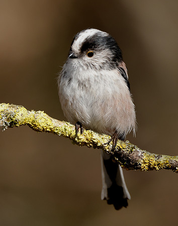 Long-tailed Tit Aegithalos caudatus
