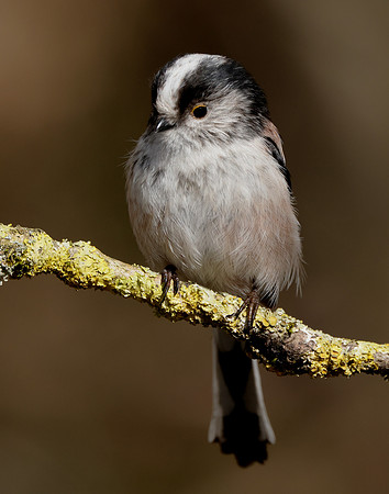 Long-tailed Tit Aegithalos caudatus
