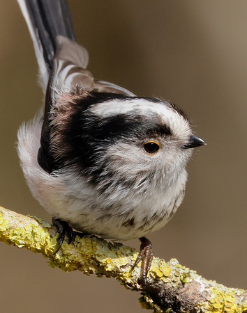 Long-tailed Tit Aegithalos caudatus