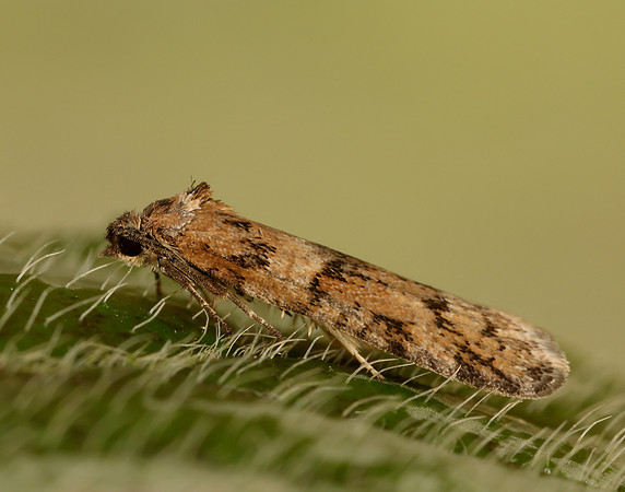 49.044 BF1025 Tortricodes alternella