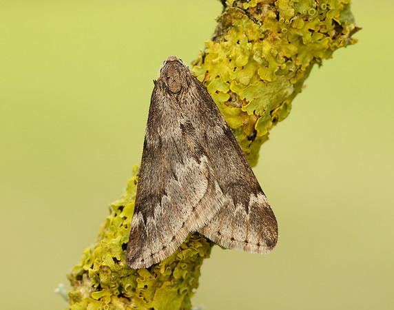 70.245 BF1663 March Moth Alsophila aescularia