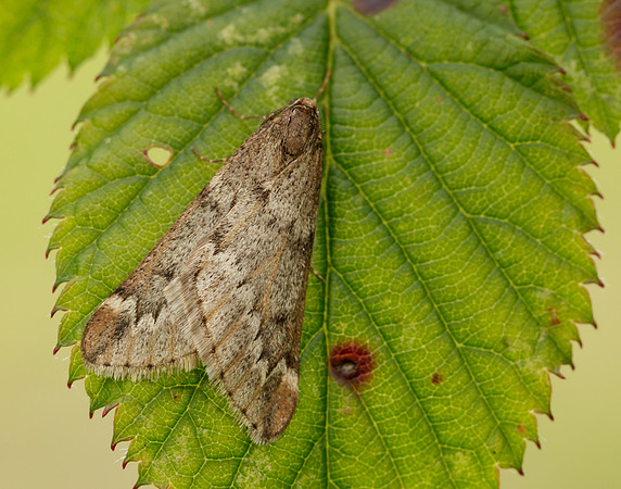 70.245 BF1663 March Moth Alsophila aescularia