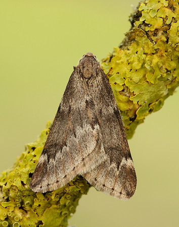70.245 BF1663 March Moth Alsophila aescularia