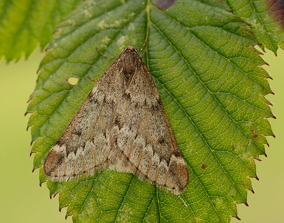 70.245 BF1663 March Moth Alsophila aescularia