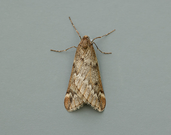 70.245 BF1663 March Moth Alsophila aescularia