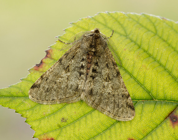 70.247 BF1926 Pale Brindled Beauty Phigalia pilosaria
