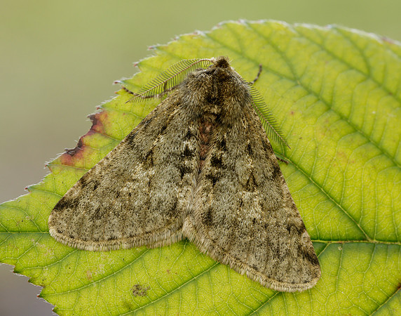 70.247 BF1926 Pale Brindled Beauty Phigalia pilosaria