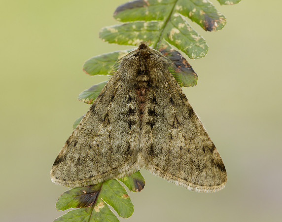 70.247 BF1926 Pale Brindled Beauty Phigalia pilosaria