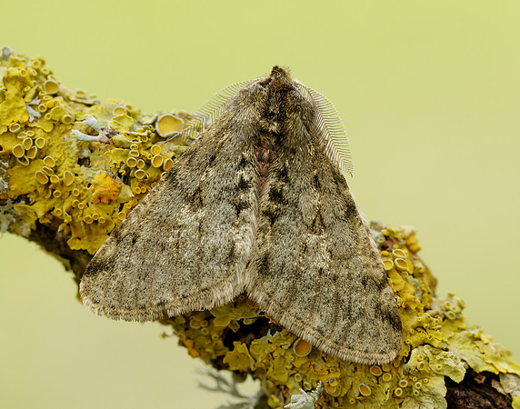 70.247 BF1926 Pale Brindled Beauty Phigalia pilosaria