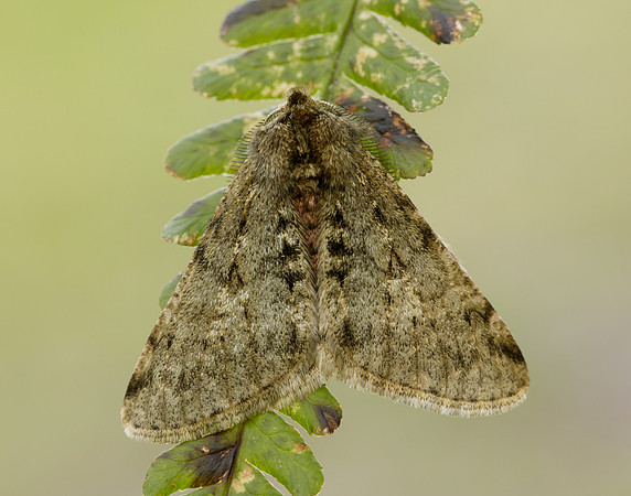 70.247 BF1926 Pale Brindled Beauty Phigalia pilosaria