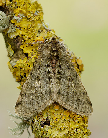 70.247 BF1926 Pale Brindled Beauty Phigalia pilosaria