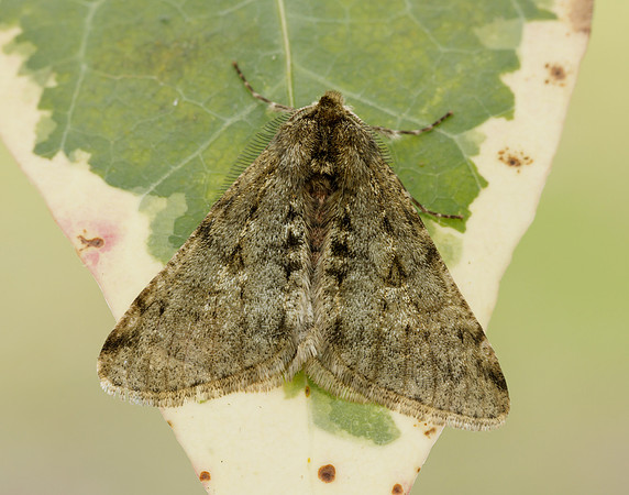 70.247 BF1926 Pale Brindled Beauty Phigalia pilosaria