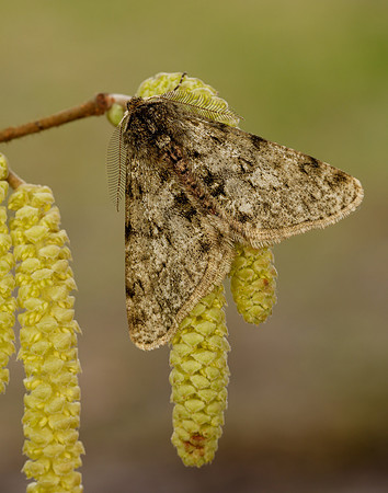 70.247 BF1926 Pale Brindled Beauty Phigalia pilosaria