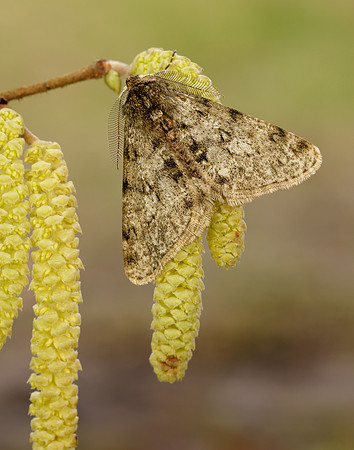 70.247 BF1926 Pale Brindled Beauty Phigalia pilosaria