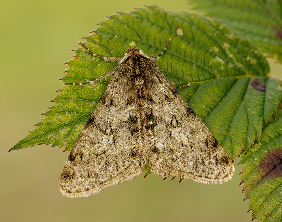 70.247 BF1926 Pale Brindled Beauty Phigalia pilosaria