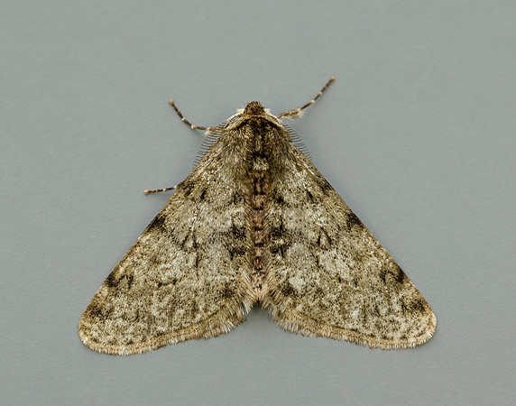70.247 BF1926 Pale Brindled Beauty Phigalia pilosaria