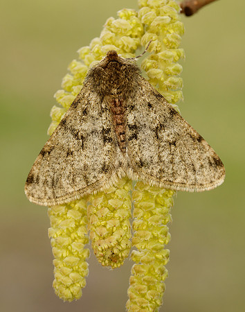 70.247 BF1926 Pale Brindled Beauty Phigalia pilosaria