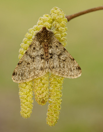 70.247 BF1926 Pale Brindled Beauty Phigalia pilosaria