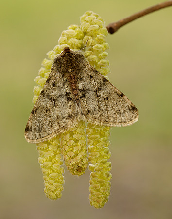 70.247 BF1926 Pale Brindled Beauty Phigalia pilosaria