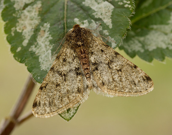 70.247 BF1926 Pale Brindled Beauty Phigalia pilosaria