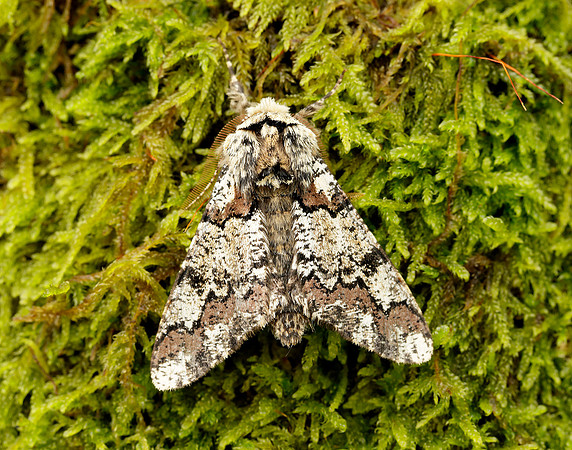 70.251 BF1930 Oak Beauty Biston strataria