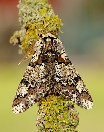 70.251 BF1930 Oak Beauty Biston strataria