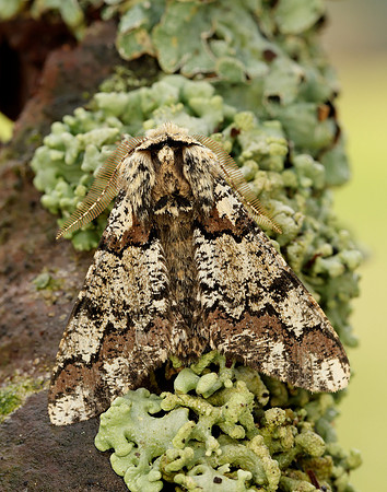 70.251 BF1930 Oak Beauty Biston strataria