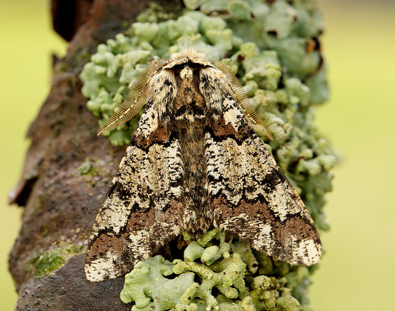 70.251 BF1930 Oak Beauty Biston strataria
