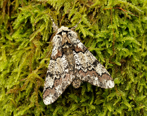 70.251 BF1930 Oak Beauty Biston strataria