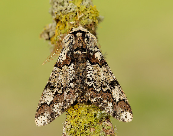 70.251 BF1930 Oak Beauty Biston strataria