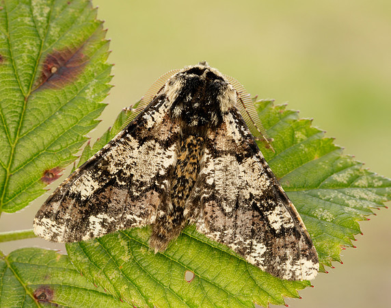 70.251 BF1930 Oak Beauty Biston strataria