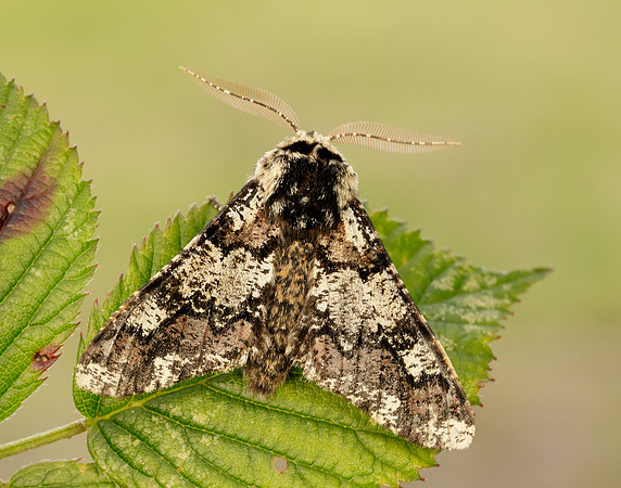 70.251 BF1930 Oak Beauty Biston strataria