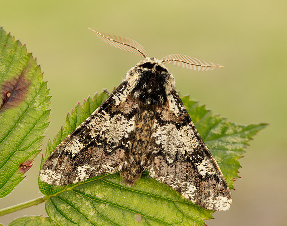 70.251 BF1930 Oak Beauty Biston strataria