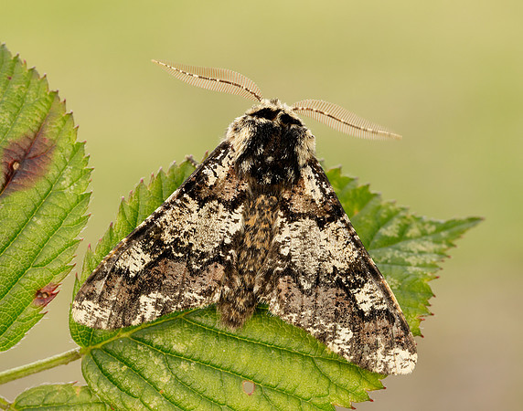 70.251 BF1930 Oak Beauty Biston strataria